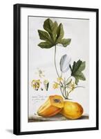 Papaya-Georg Dionysius Ehret-Framed Giclee Print