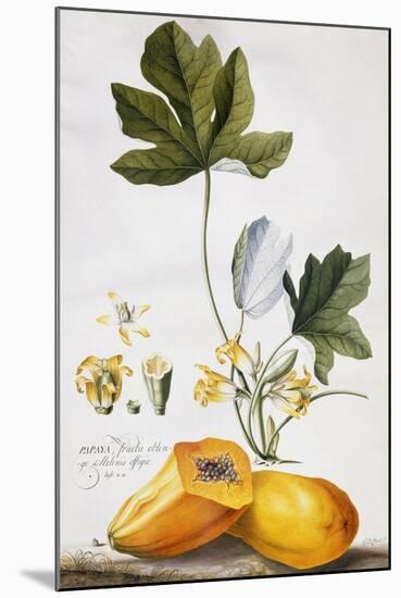 Papaya-Georg Dionysius Ehret-Mounted Giclee Print