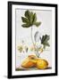 Papaya-Georg Dionysius Ehret-Framed Giclee Print