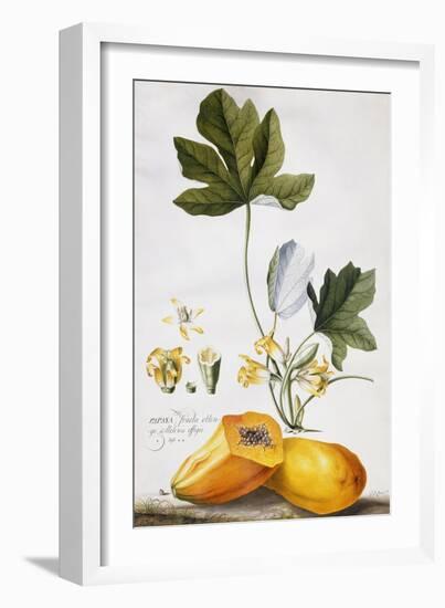 Papaya-Georg Dionysius Ehret-Framed Giclee Print