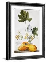 Papaya-Georg Dionysius Ehret-Framed Giclee Print