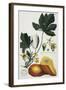 Papaya-Georg Dionysius Ehret-Framed Giclee Print