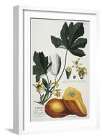 Papaya-Georg Dionysius Ehret-Framed Giclee Print