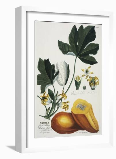 Papaya-Georg Dionysius Ehret-Framed Giclee Print