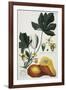 Papaya-Georg Dionysius Ehret-Framed Giclee Print