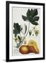 Papaya-Georg Dionysius Ehret-Framed Giclee Print