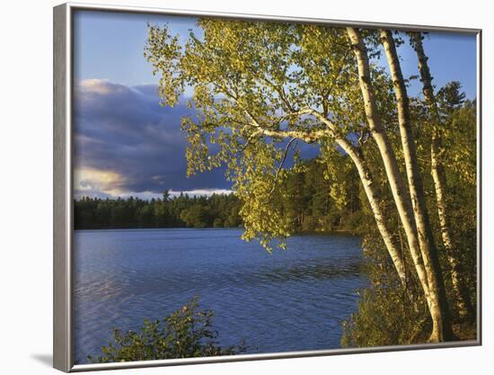 Paper Birch Along Fish Creek Pond at Sunset, New York, USA-Charles Gurche-Framed Photographic Print