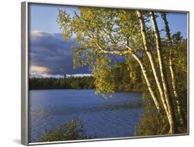 Paper Birch Along Fish Creek Pond at Sunset, New York, USA-Charles Gurche-Framed Photographic Print