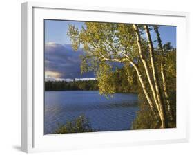 Paper Birch Along Fish Creek Pond at Sunset, New York, USA-Charles Gurche-Framed Photographic Print