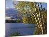 Paper Birch Along Fish Creek Pond at Sunset, New York, USA-Charles Gurche-Mounted Photographic Print