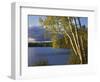 Paper Birch Along Fish Creek Pond at Sunset, New York, USA-Charles Gurche-Framed Photographic Print