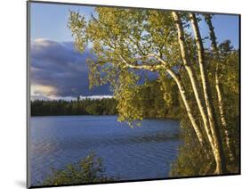 Paper Birch Along Fish Creek Pond at Sunset, New York, USA-Charles Gurche-Mounted Photographic Print