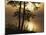 Paper Birch along Square Pond at sunrise, Adirondack Park and Preserve, New York, USA-Charles Gurche-Mounted Photographic Print