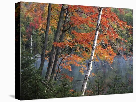 Paper Birch and Red Maple along Heart Lake, Adirondack Park and Preserve, New York, USA-Charles Gurche-Stretched Canvas