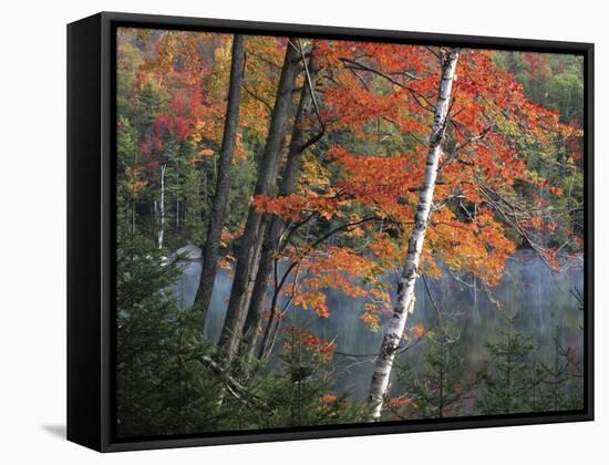 Paper Birch and Red Maple along Heart Lake, Adirondack Park and Preserve, New York, USA-Charles Gurche-Framed Stretched Canvas