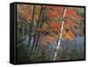 Paper Birch and Red Maple along Heart Lake, Adirondack Park and Preserve, New York, USA-Charles Gurche-Framed Stretched Canvas