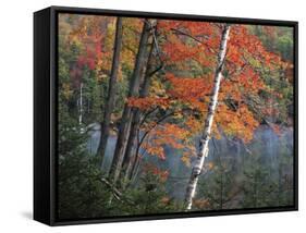 Paper Birch and Red Maple along Heart Lake, Adirondack Park and Preserve, New York, USA-Charles Gurche-Framed Stretched Canvas