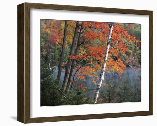 Paper Birch and Red Maple along Heart Lake, Adirondack Park and Preserve, New York, USA-Charles Gurche-Framed Premium Photographic Print