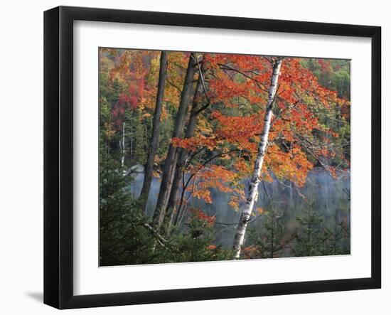 Paper Birch and Red Maple along Heart Lake, Adirondack Park and Preserve, New York, USA-Charles Gurche-Framed Premium Photographic Print