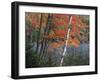 Paper Birch and Red Maple along Heart Lake, Adirondack Park and Preserve, New York, USA-Charles Gurche-Framed Premium Photographic Print