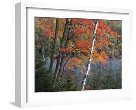 Paper Birch and Red Maple along Heart Lake, Adirondack Park and Preserve, New York, USA-Charles Gurche-Framed Premium Photographic Print