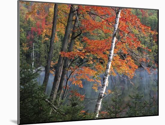 Paper Birch and Red Maple along Heart Lake, Adirondack Park and Preserve, New York, USA-Charles Gurche-Mounted Premium Photographic Print