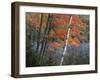 Paper Birch and Red Maple along Heart Lake, Adirondack Park and Preserve, New York, USA-Charles Gurche-Framed Photographic Print