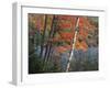 Paper Birch and Red Maple along Heart Lake, Adirondack Park and Preserve, New York, USA-Charles Gurche-Framed Photographic Print