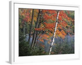 Paper Birch and Red Maple along Heart Lake, Adirondack Park and Preserve, New York, USA-Charles Gurche-Framed Photographic Print