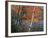 Paper Birch and Red Maple along Heart Lake, Adirondack Park and Preserve, New York, USA-Charles Gurche-Framed Photographic Print