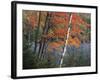 Paper Birch and Red Maple along Heart Lake, Adirondack Park and Preserve, New York, USA-Charles Gurche-Framed Photographic Print