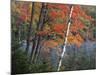 Paper Birch and Red Maple along Heart Lake, Adirondack Park and Preserve, New York, USA-Charles Gurche-Mounted Photographic Print