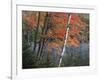 Paper Birch and Red Maple along Heart Lake, Adirondack Park and Preserve, New York, USA-Charles Gurche-Framed Photographic Print