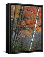 Paper Birch and Red Maple along Heart Lake, Adirondack Park and Preserve, New York, USA-Charles Gurche-Framed Stretched Canvas