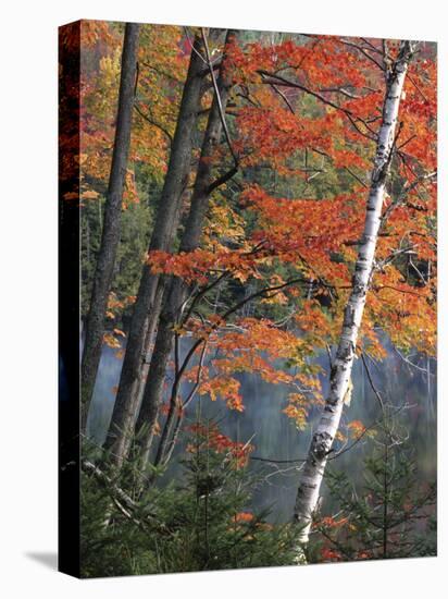 Paper Birch and Red Maple along Heart Lake, Adirondack Park and Preserve, New York, USA-Charles Gurche-Stretched Canvas