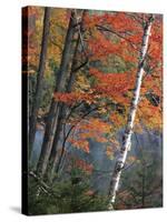 Paper Birch and Red Maple along Heart Lake, Adirondack Park and Preserve, New York, USA-Charles Gurche-Stretched Canvas