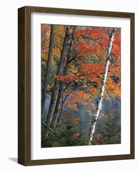 Paper Birch and Red Maple along Heart Lake, Adirondack Park and Preserve, New York, USA-Charles Gurche-Framed Photographic Print