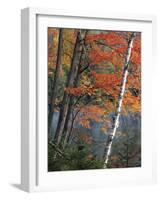 Paper Birch and Red Maple along Heart Lake, Adirondack Park and Preserve, New York, USA-Charles Gurche-Framed Photographic Print