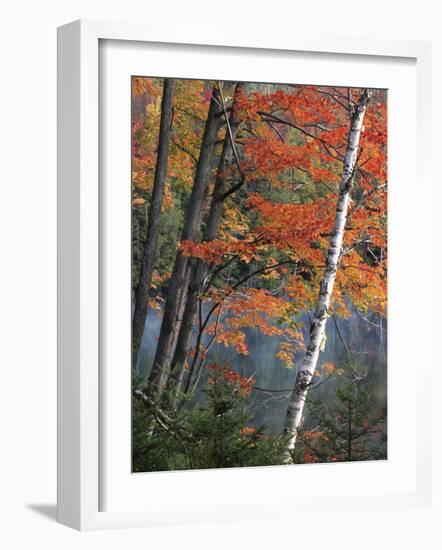 Paper Birch and Red Maple along Heart Lake, Adirondack Park and Preserve, New York, USA-Charles Gurche-Framed Photographic Print