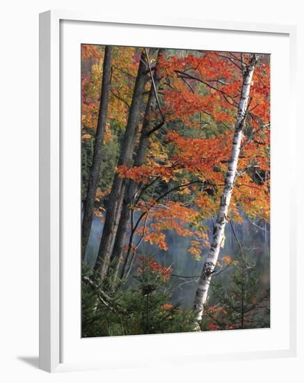 Paper Birch and Red Maple along Heart Lake, Adirondack Park and Preserve, New York, USA-Charles Gurche-Framed Photographic Print