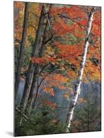 Paper Birch and Red Maple along Heart Lake, Adirondack Park and Preserve, New York, USA-Charles Gurche-Mounted Photographic Print