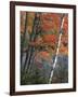 Paper Birch and Red Maple along Heart Lake, Adirondack Park and Preserve, New York, USA-Charles Gurche-Framed Photographic Print