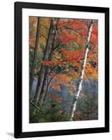 Paper Birch and Red Maple along Heart Lake, Adirondack Park and Preserve, New York, USA-Charles Gurche-Framed Photographic Print