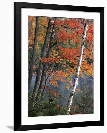 Paper Birch and Red Maple along Heart Lake, Adirondack Park and Preserve, New York, USA-Charles Gurche-Framed Photographic Print