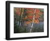 Paper Birch and Red Maple along Heart Lake, Adirondack Park and Preserve, New York, USA-Charles Gurche-Framed Photographic Print