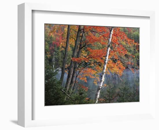 Paper Birch and Red Maple along Heart Lake, Adirondack Park and Preserve, New York, USA-Charles Gurche-Framed Photographic Print