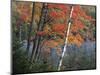 Paper Birch and Red Maple along Heart Lake, Adirondack Park and Preserve, New York, USA-Charles Gurche-Mounted Photographic Print