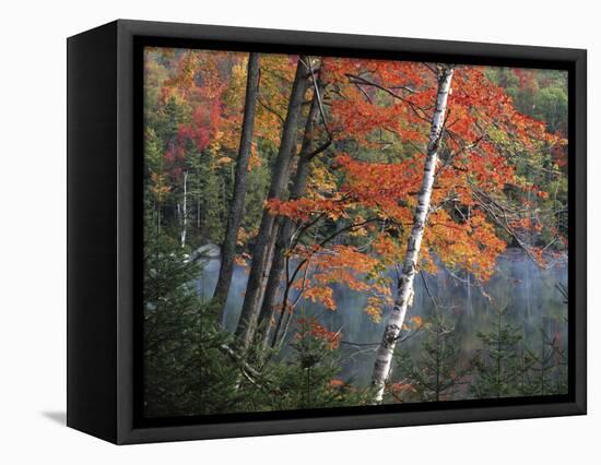 Paper Birch and Red Maple along Heart Lake, Adirondack Park and Preserve, New York, USA-Charles Gurche-Framed Stretched Canvas