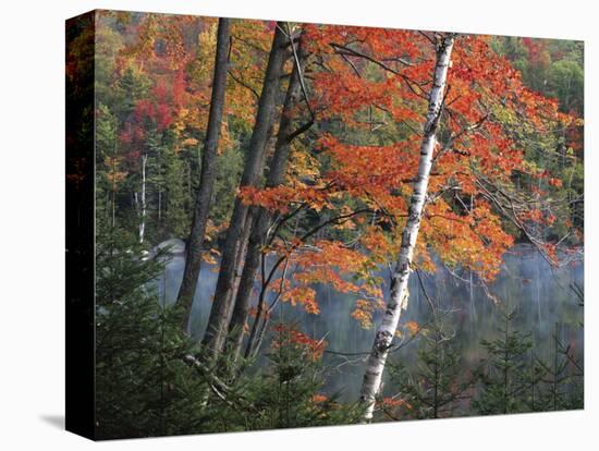 Paper Birch and Red Maple along Heart Lake, Adirondack Park and Preserve, New York, USA-Charles Gurche-Stretched Canvas