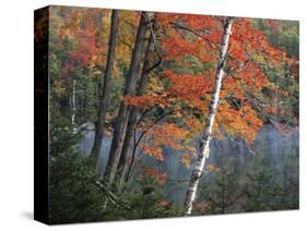 Paper Birch and Red Maple along Heart Lake, Adirondack Park and Preserve, New York, USA-Charles Gurche-Stretched Canvas